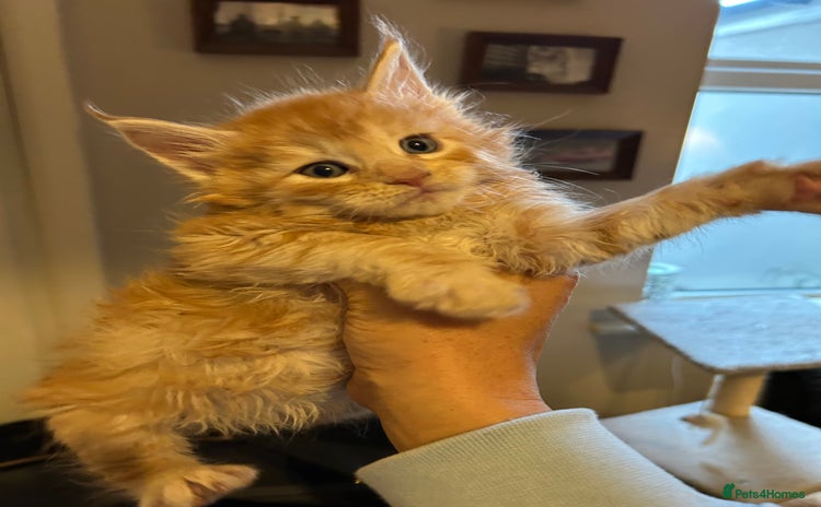 Maine Coon cats Stunning XL Purebred Main Coon kittens-last couple - Advert 9