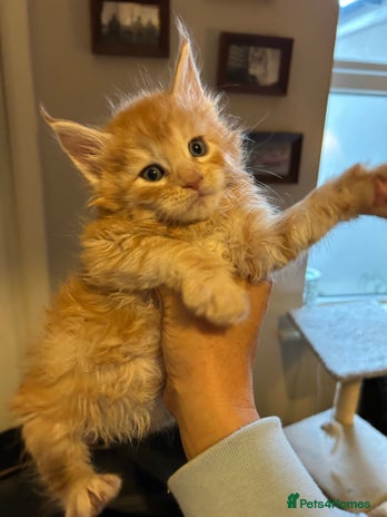 Maine Coon cats Stunning XL Purebred Main Coon kittens-last couple - Advert 9