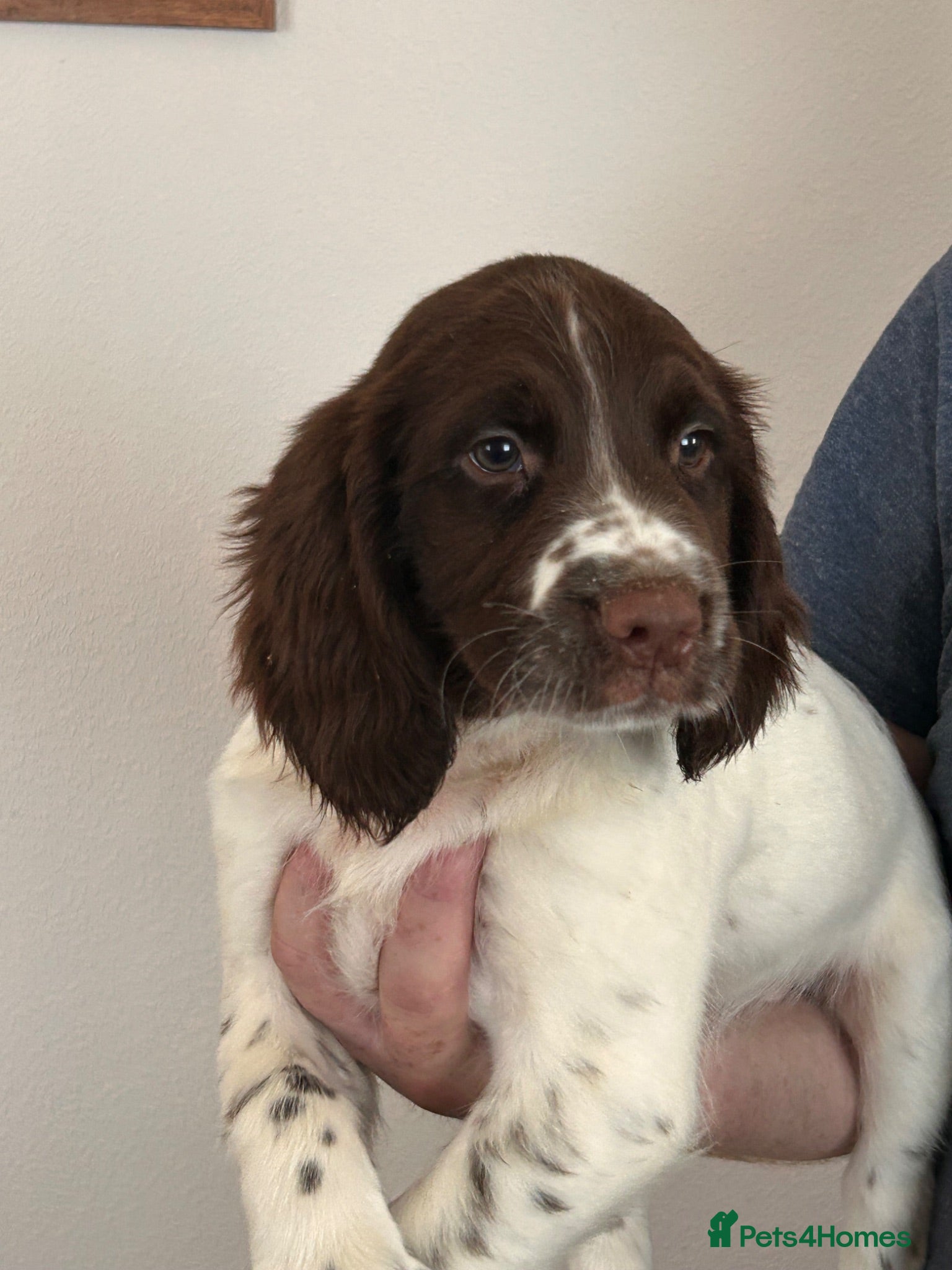 English Springer Spaniel dogs Beautiful English springer spaniel puppies  - Advert 4