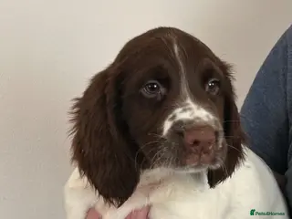 English Springer Spaniel dogs Beautiful English springer spaniel puppies - Advert 4