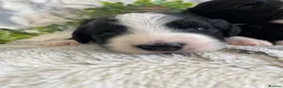 Bernedoodle dogs for sale: STUNNING DNA CLEAR BERNEDOODLES  - Advert 7