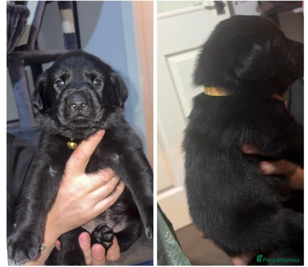 Mixed Breed dogs for sale: Labrador cross sharpi  - Advert 11