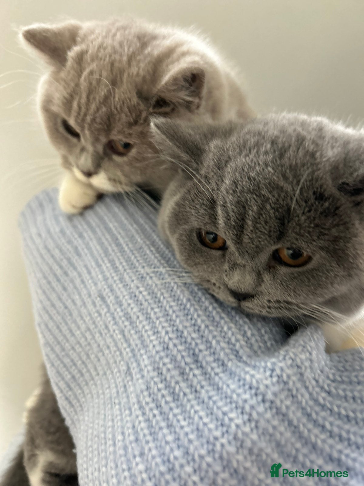 British Shorthair cats 2 Beautiful British Shorthair. GCCF Registered - Advert 14