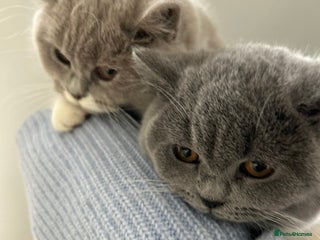 British Shorthair cats 2 Beautiful British Shorthair Girls left - Advert 4