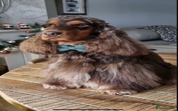 Cocker Spaniel dogs for sale: 🐶🐾beautiful show cocker spaniel puppy’s 🐶🐾 - Image 39