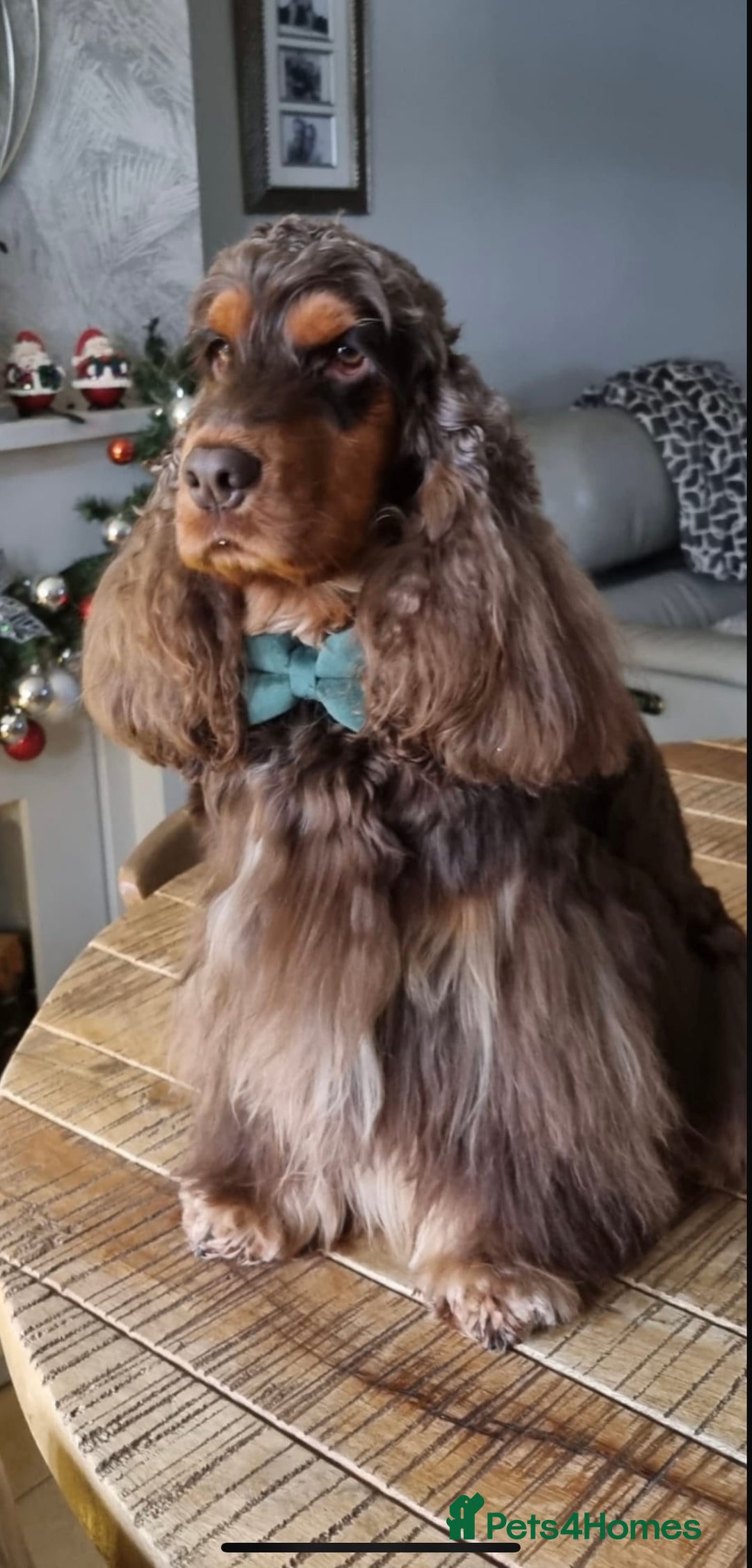 Cocker Spaniel dogs for sale: 🐶🐾beautiful show cocker spaniel puppy’s 🐶🐾 - Image 39