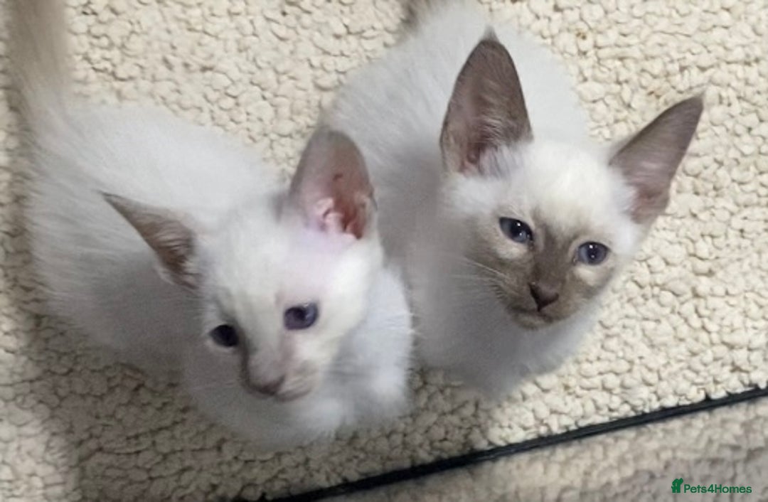 Oriental cats for sale: Oriental kittens  - Advert 26