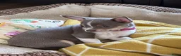 Chihuahua dogs for sale: Lilac girl  - Advert 2