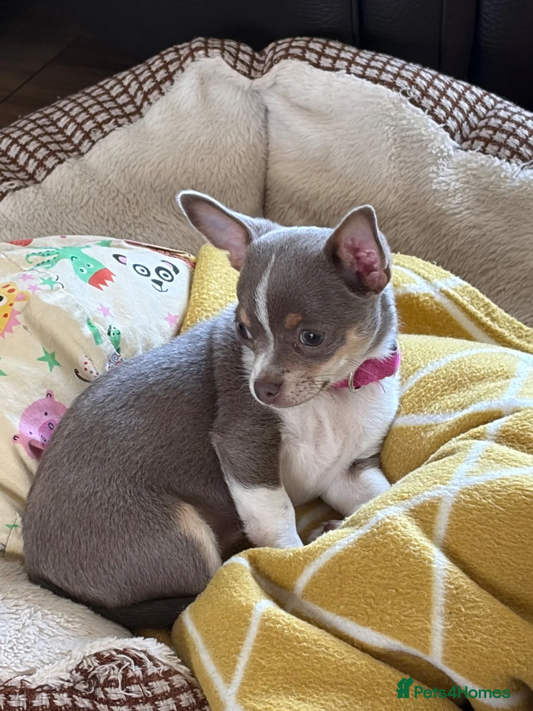 Chihuahua dogs for sale: Lilac girl  - Advert 2