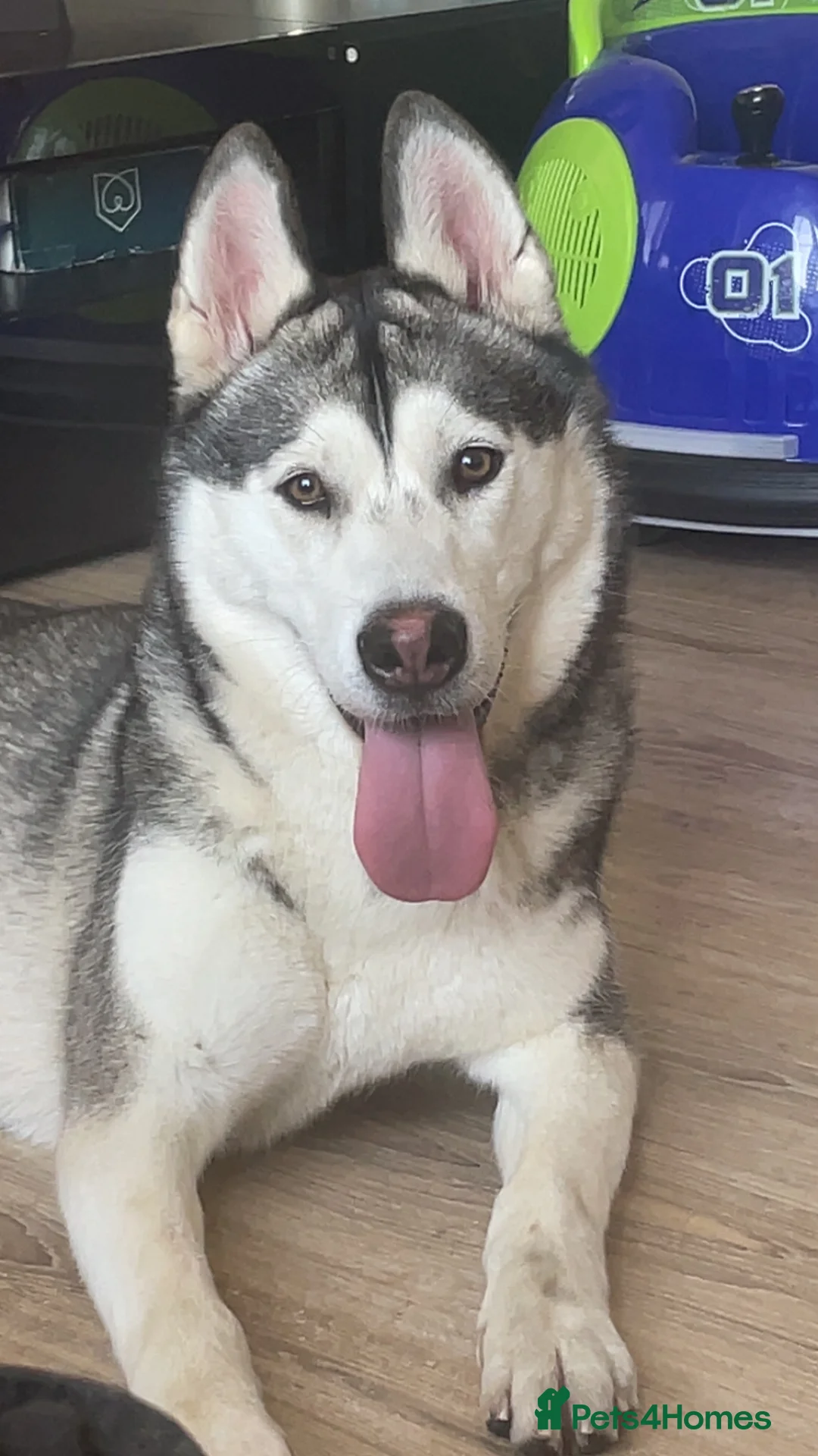 Siberian Husky dogs for sale: Siberian husky  - Advert 9