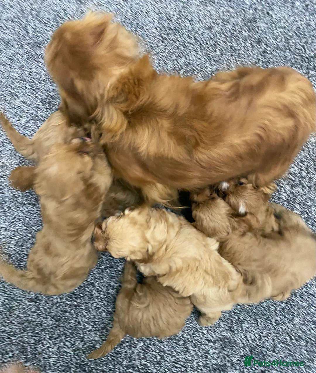 Cavapoo dogs for sale: F1 Toy Cavapoo - Advert 2