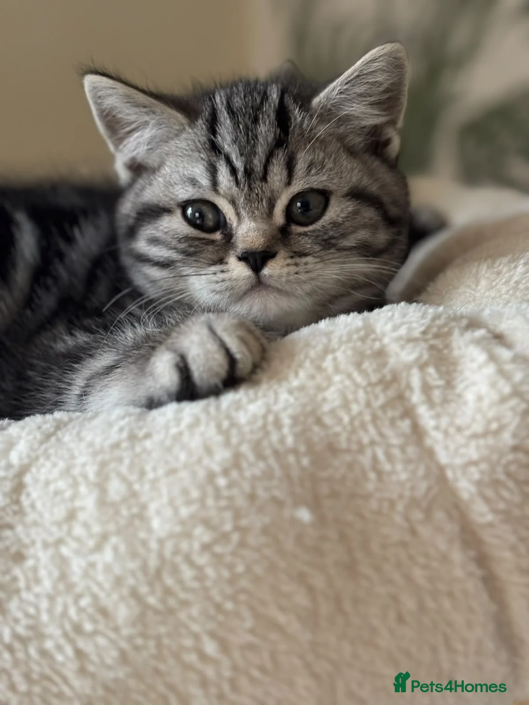 British Shorthair cats for sale:  Black silver tabby British shorthair kittens  - Advert 11
