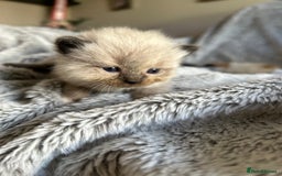 Ragdoll cats for sale: Ragdoll X Persian kittens - Image 17