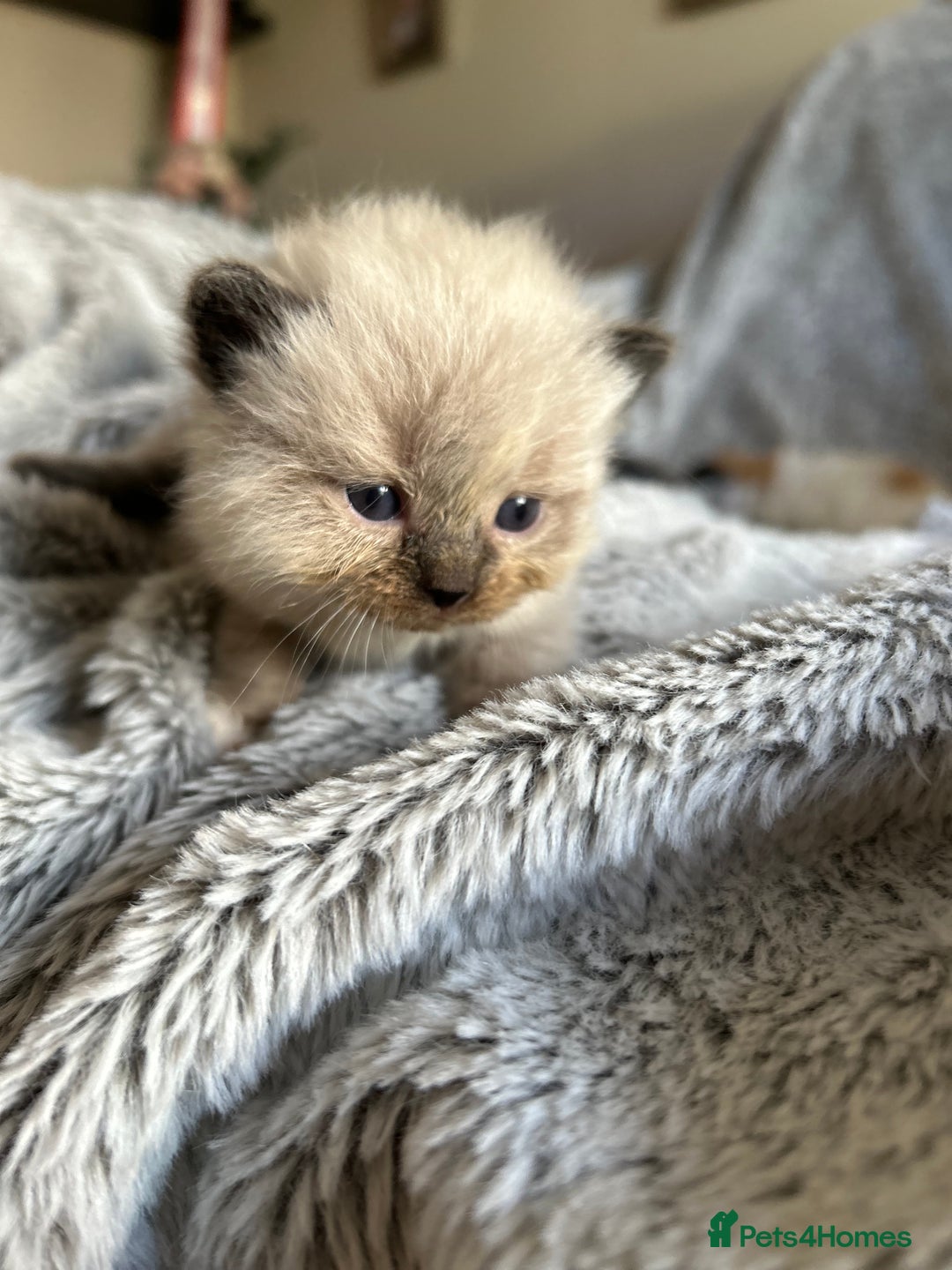 Ragdoll cats for sale: Ragdoll X Persian kittens - Image 17