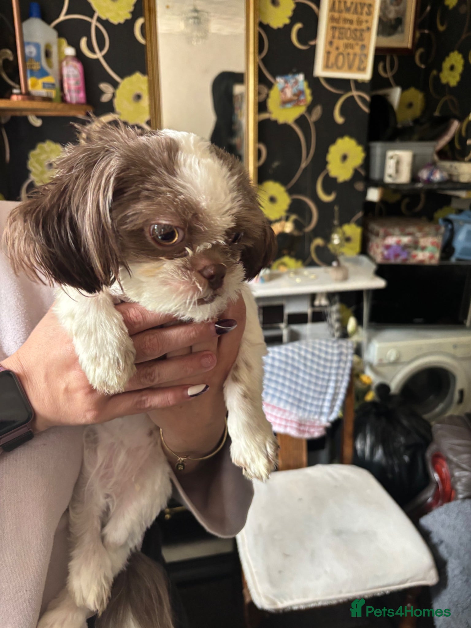 Shih Tzu dogs Pure Shih Tzu Girl  - Advert 10
