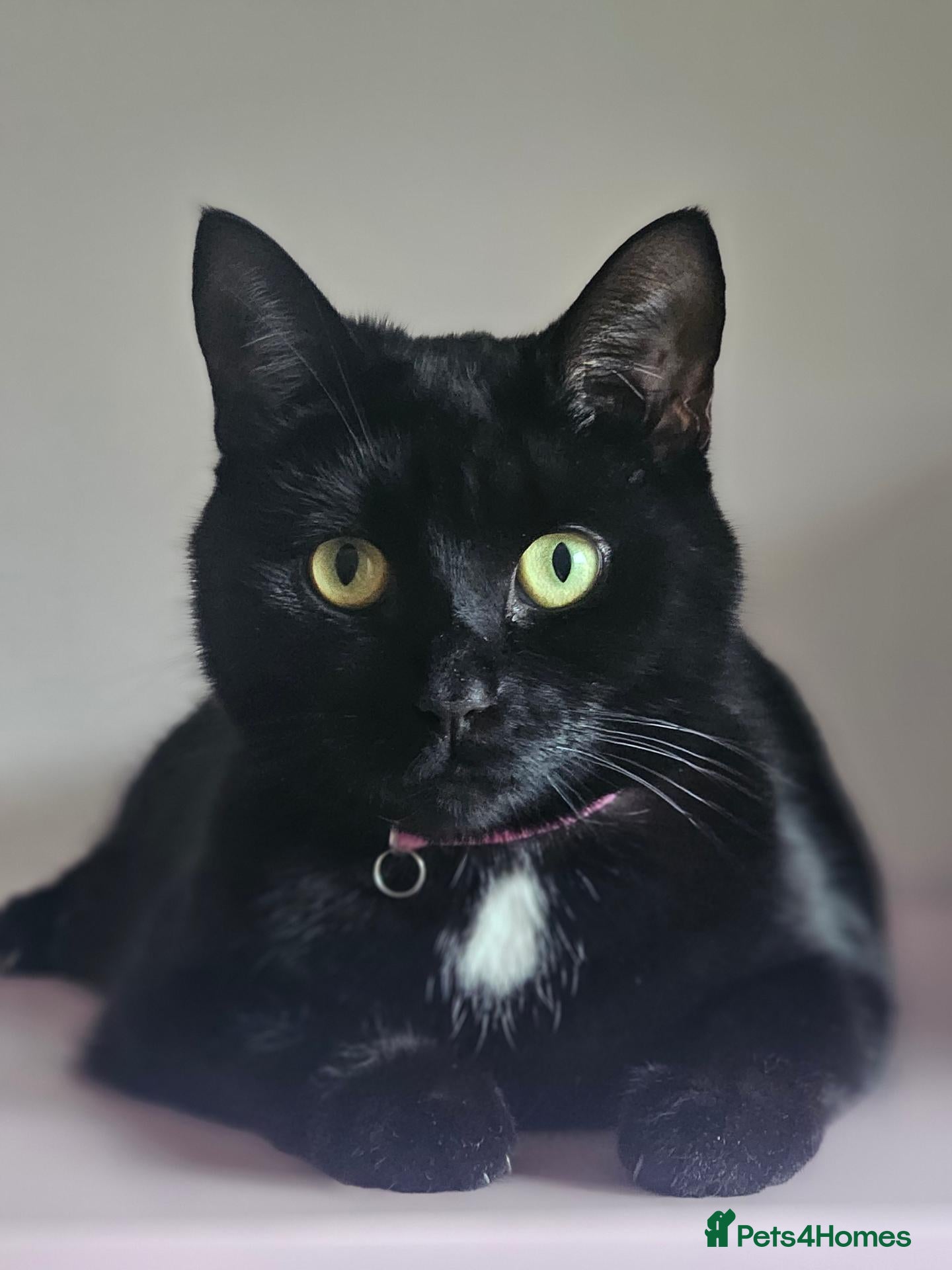 Mixed Breed cats Beautiful black cat - Advert 15