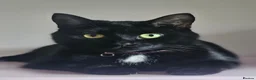 Mixed Breed cats for sale: Beautiful black cat - Advert 1