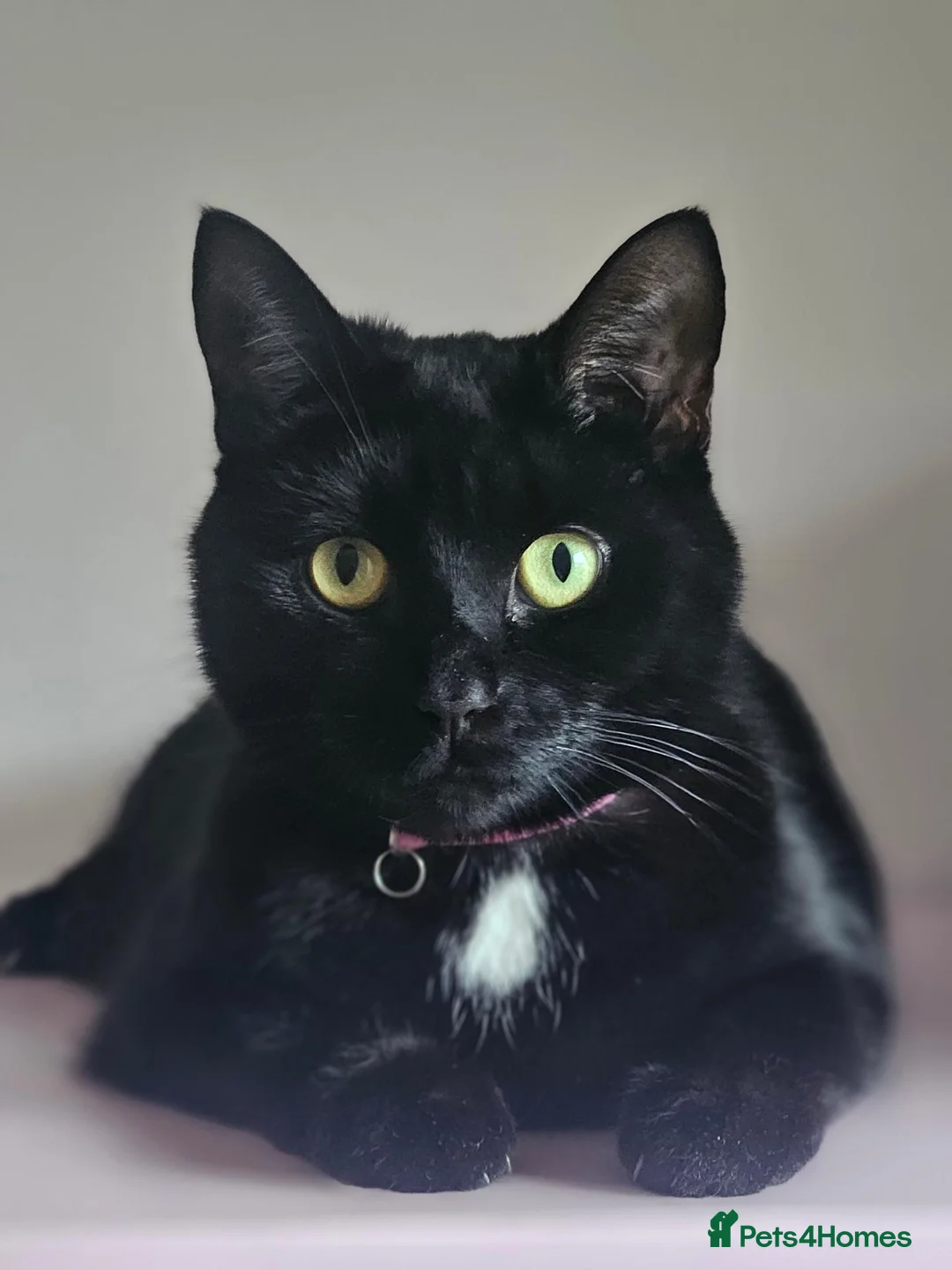 Mixed Breed cats for sale: Beautiful black cat - Advert 1