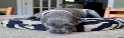 Whippet dogs for sale: KC Reg blue whippet puppies in Ledbury - Advert 8
