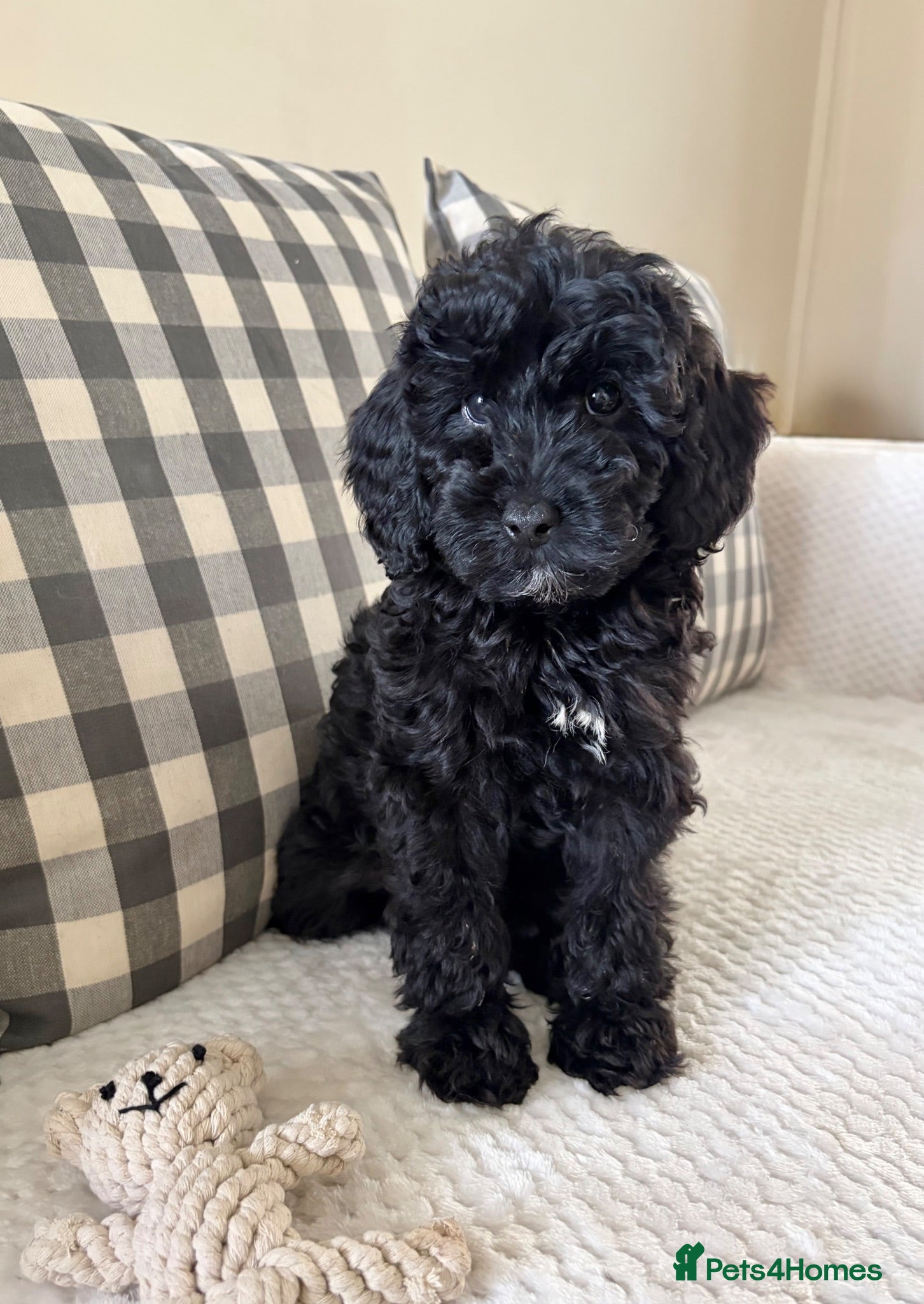 Cockapoo dogs Health tested cockapoo puppies  - Advert 2