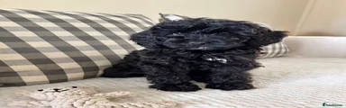 Cockapoo 9