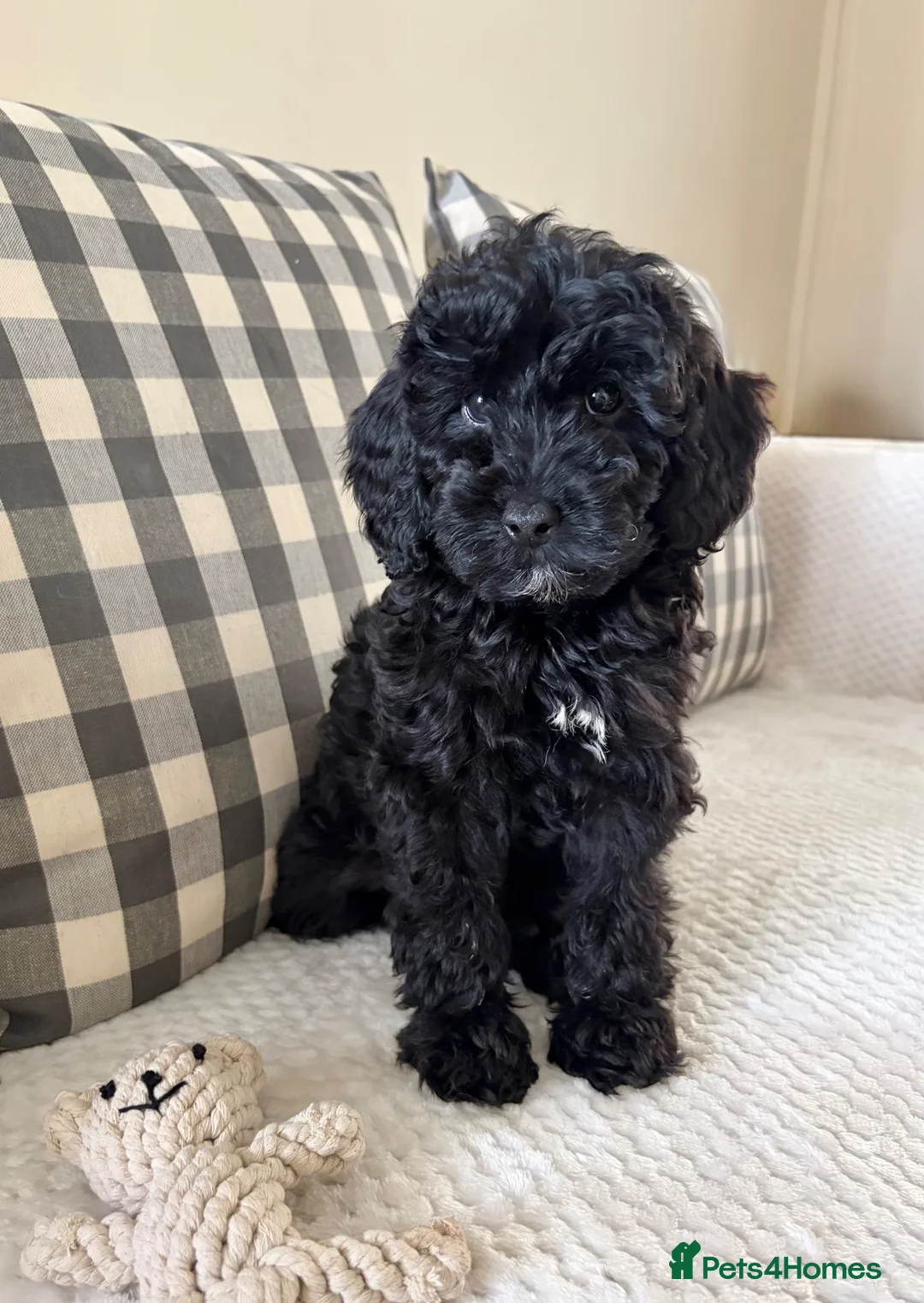 Cockapoo dogs for sale: Health tested cockapoo puppies  - Advert 2