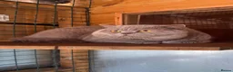 British Shorthair cats for stud: Chunky Lilac British Shorthair Stud  - Advert 2