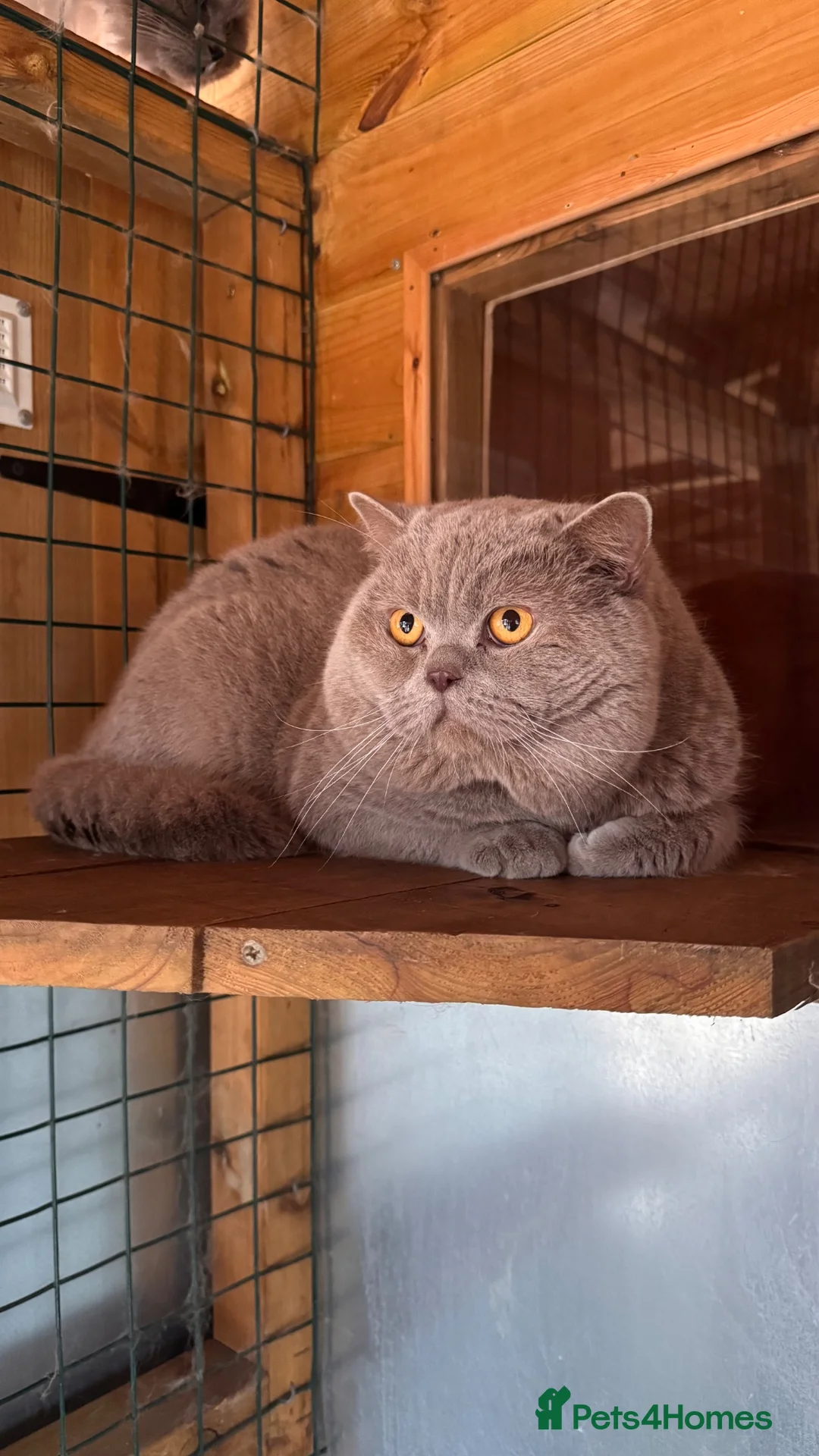 British Shorthair cats for stud: Chunky Lilac British Shorthair Stud  - Advert 2