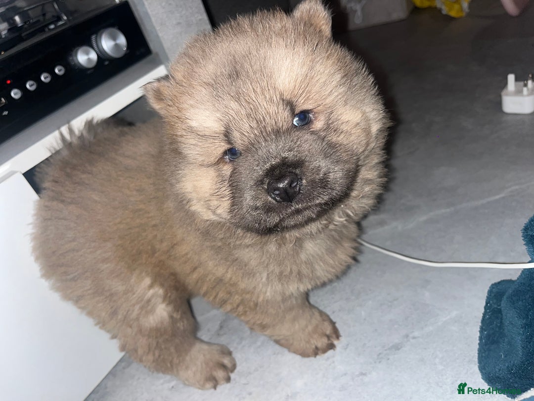 Chow Chow dogs for sale: CHOW CHOW PUPPYS  - Advert 19