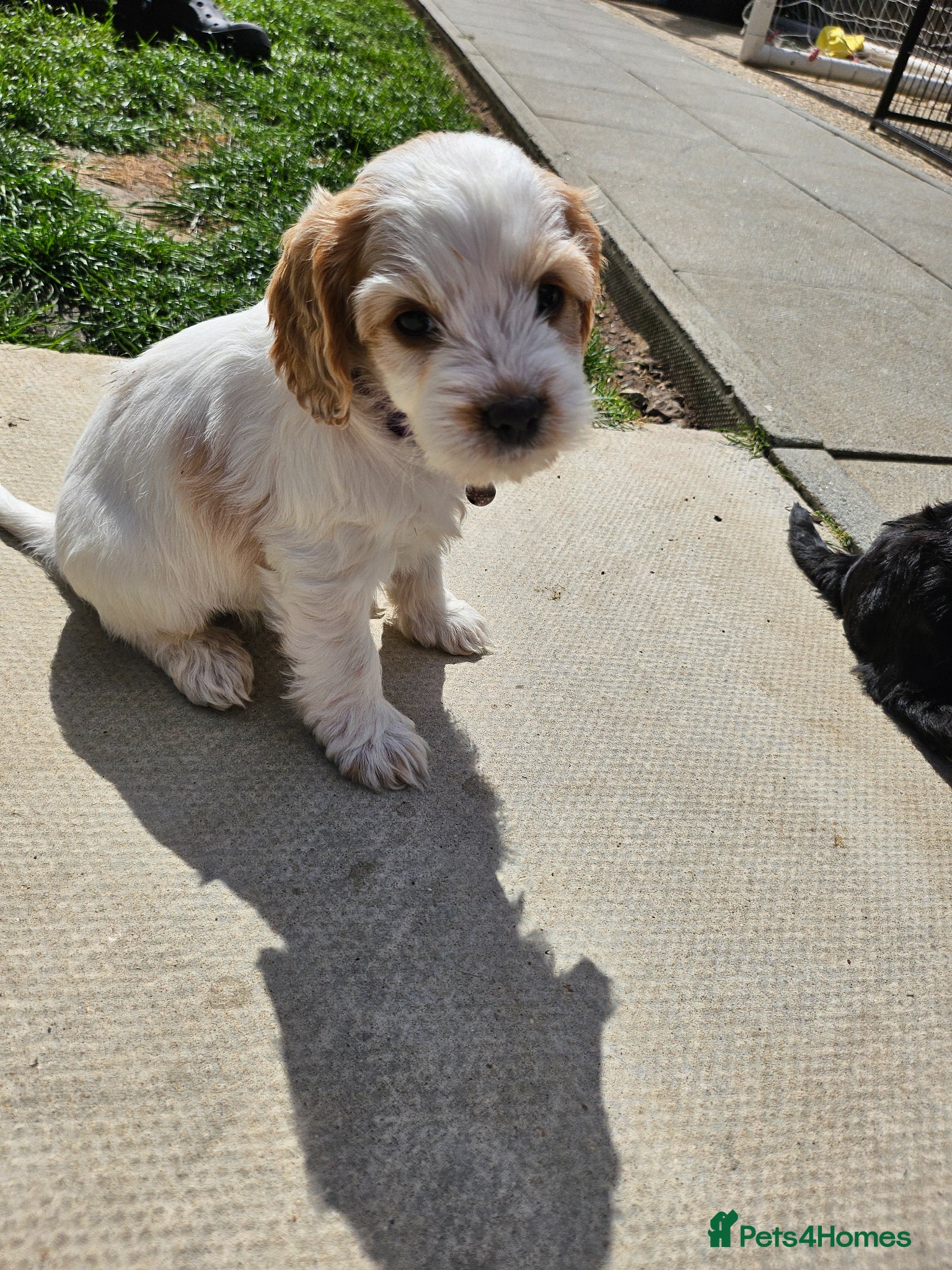 Cockapoo dogs 1 little princess available 💖👑💗 - Advert 2