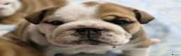 English Bulldog dogs for sale: Seehurst bulldogs  in Tamworth - Advert 3