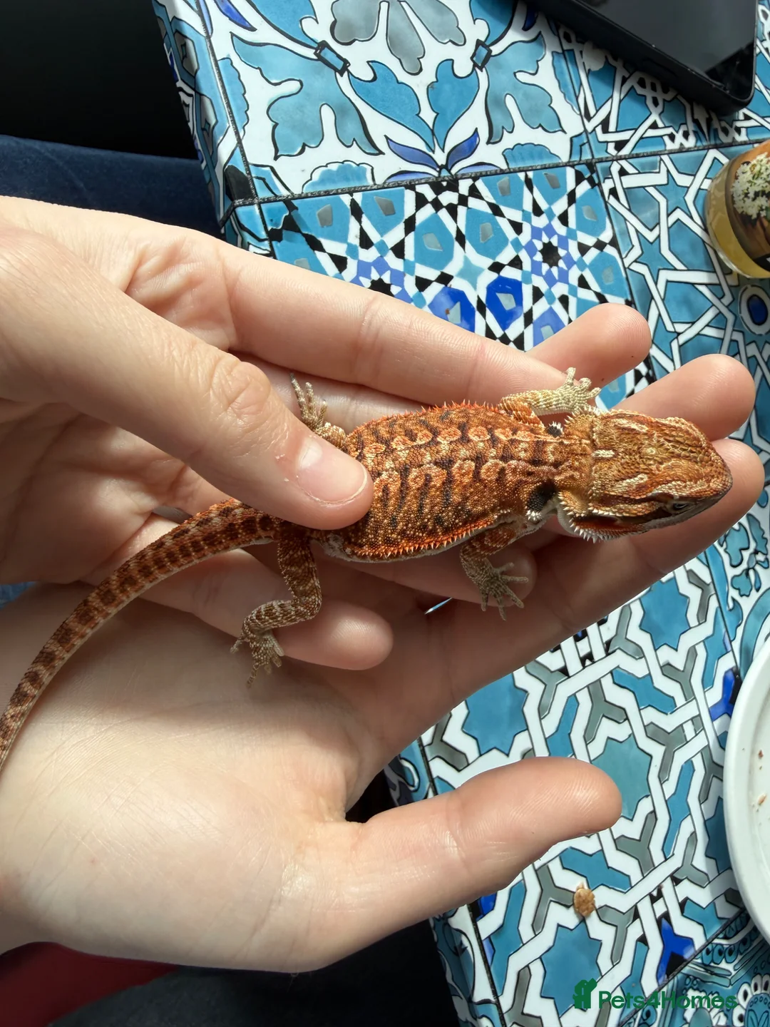 Bearded Dragon reptiles for sale: Bearded Dragon baby  - Advert 5