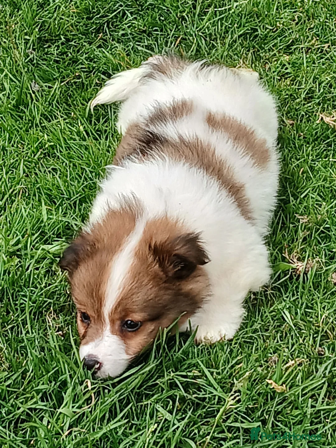 Jack Russell dogs for sale: £400 jack Russel puppies boys and girls  - Advert 2