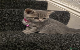 British Shorthair cats for sale: Adorable British kittens. Ready for new home. - Image 7