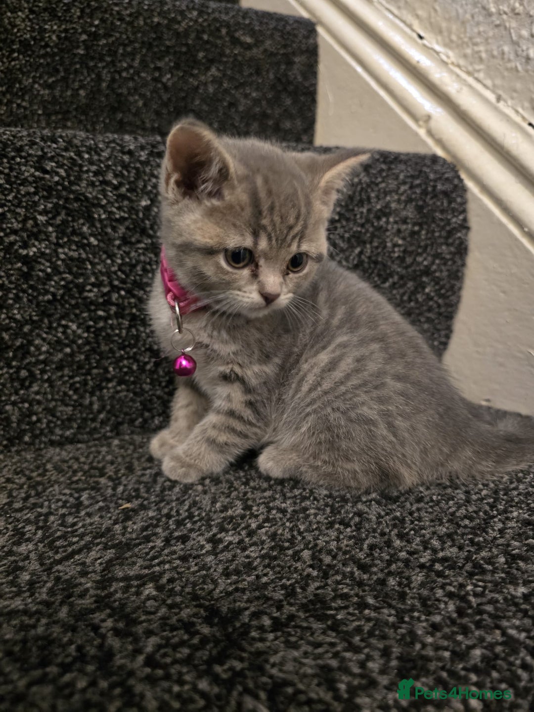 British Shorthair cats for sale: Adorable British kittens. Ready for new home. - Image 7