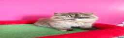 British Longhair cats for sale: British Longhair Chocolate tortie ready to leave  - Advert 8