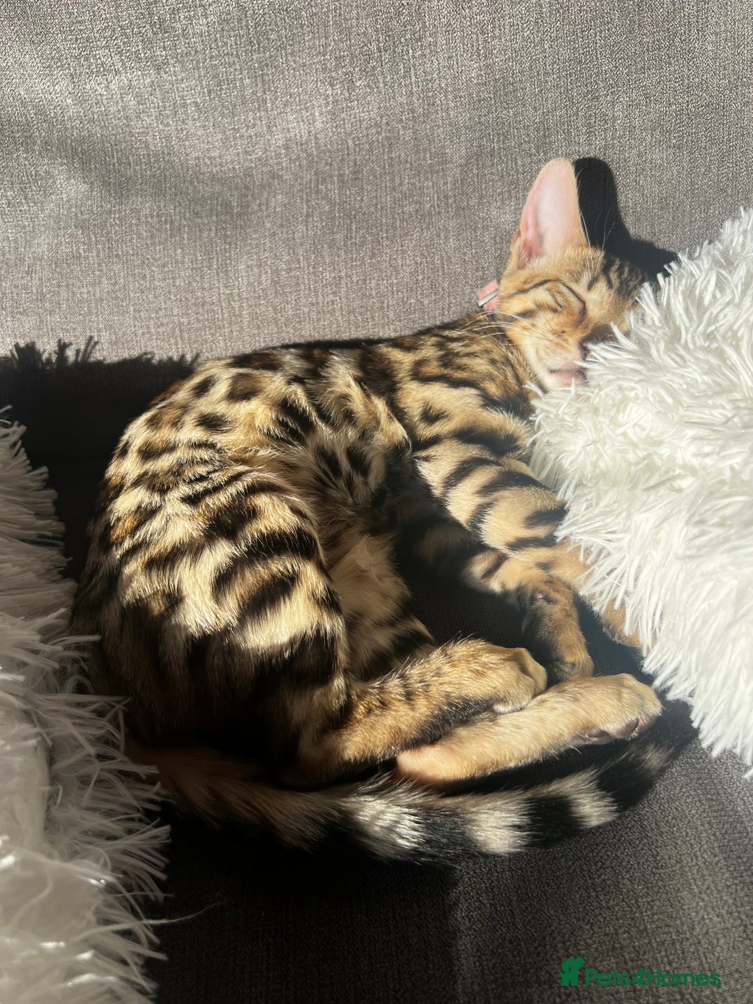 Bengal cats for sale: 1 year old female Bengal - Advert 11