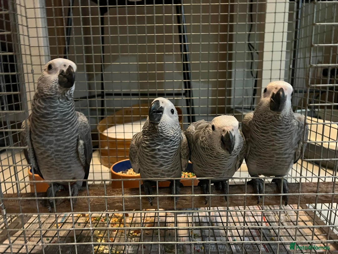 Parrots birds for sale: Friendly HandReared Super Tame Cuddly African Grey - Image 1