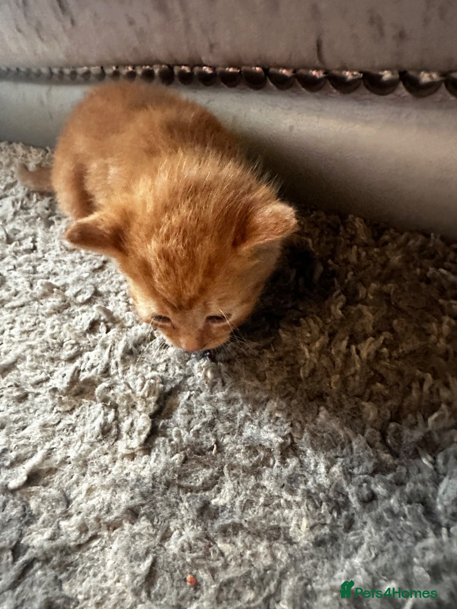Mixed Breed cats Beautiful kittens - Advert 1