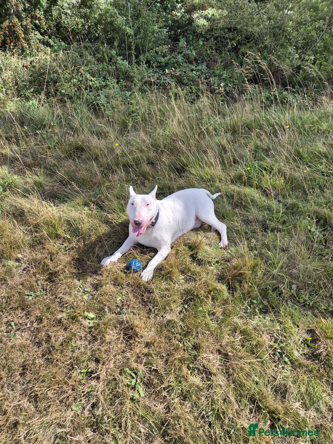 English Bull Terrier dogs for stud: Axel englishbull terrier stud - Advert 3