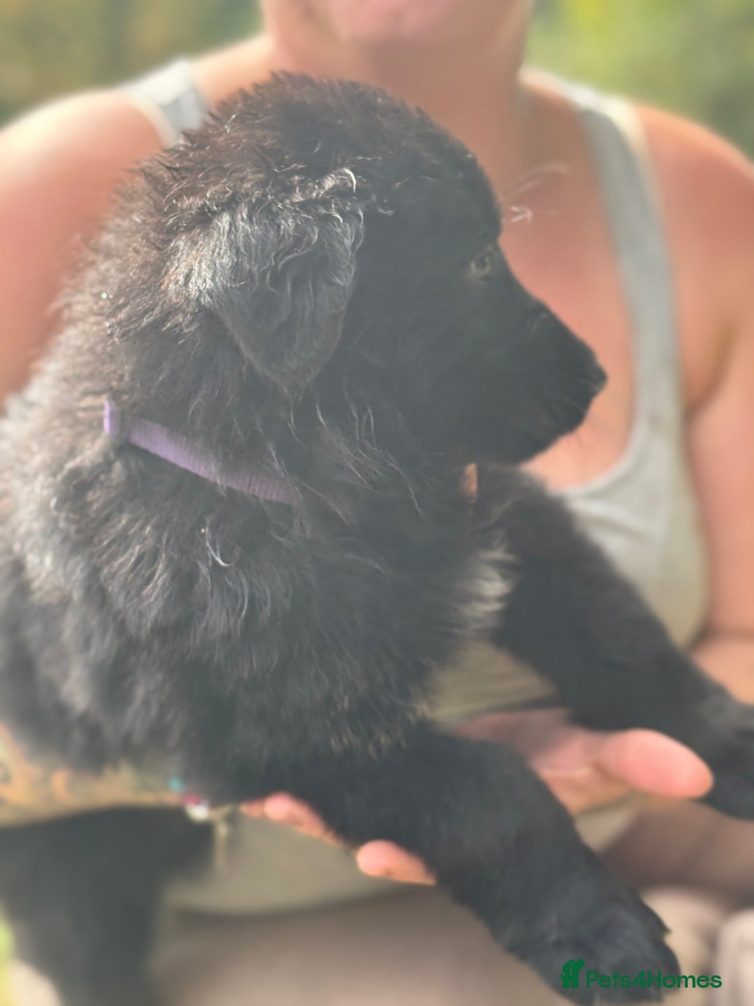 German Shepherd dogs for sale: German shepherd puppies ready to leave now - Image 15