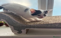 Domestic Shorthair cats for sale: Three kittens left - Image 7