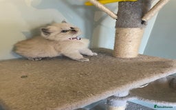 Ragdoll cats for sale: Blue and Pure Blue Mitted Ragdoll Kittens - Image 11