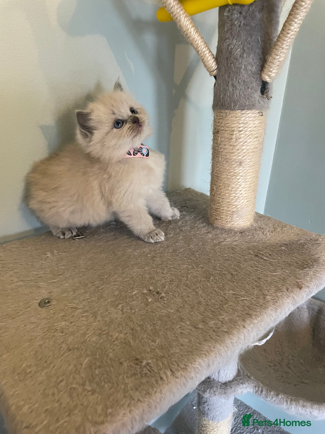 Ragdoll cats for sale: Blue and Pure Blue Mitted Ragdoll Kittens - Image 11