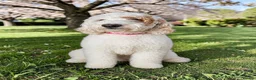 Australian Labradoodle dogs for sale: Multigeneration Australian Labradoodle due soon✨️ - Advert 10