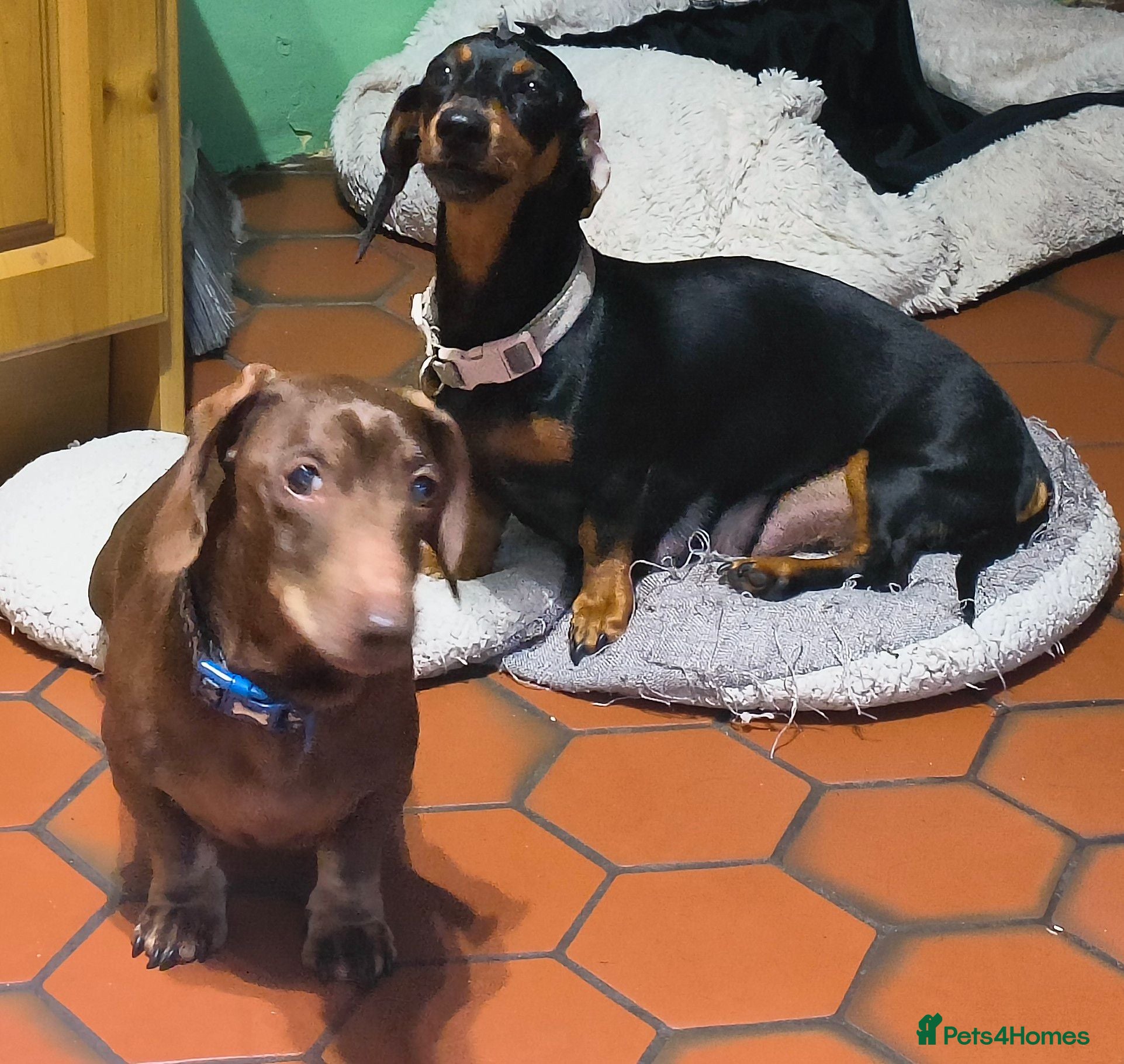Miniature Dachshund dogs 3 stunning puppies looking for their forever homes - Advert 17