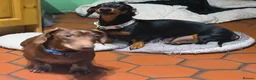 Miniature Dachshund dogs for sale: 3 stunning puppies looking for their forever homes - Advert 1