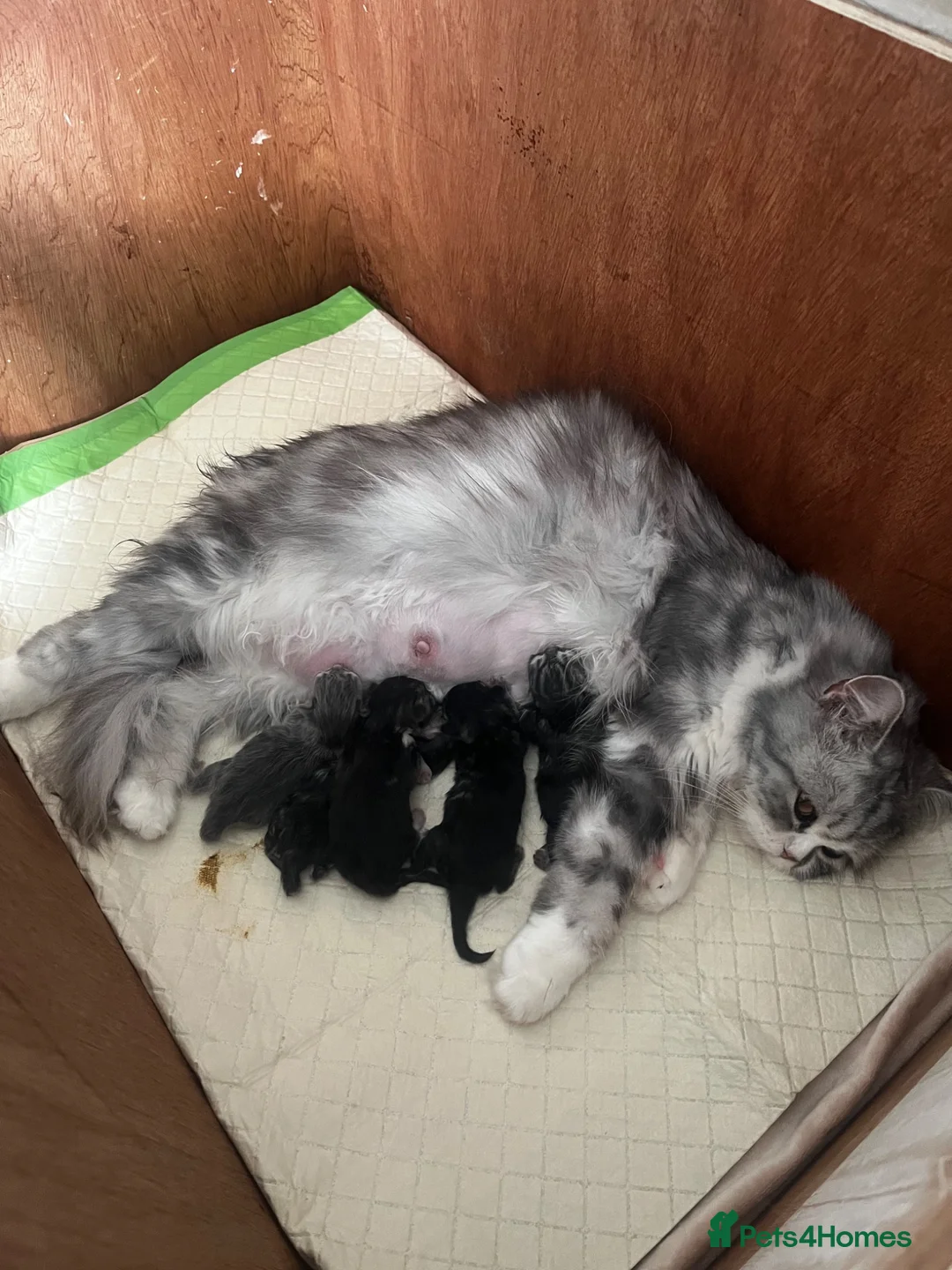 British Longhair cats for sale: Adorable girl - Advert 4
