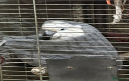 Cockatoo birds for sale: Cockatoo male  - Advert 7