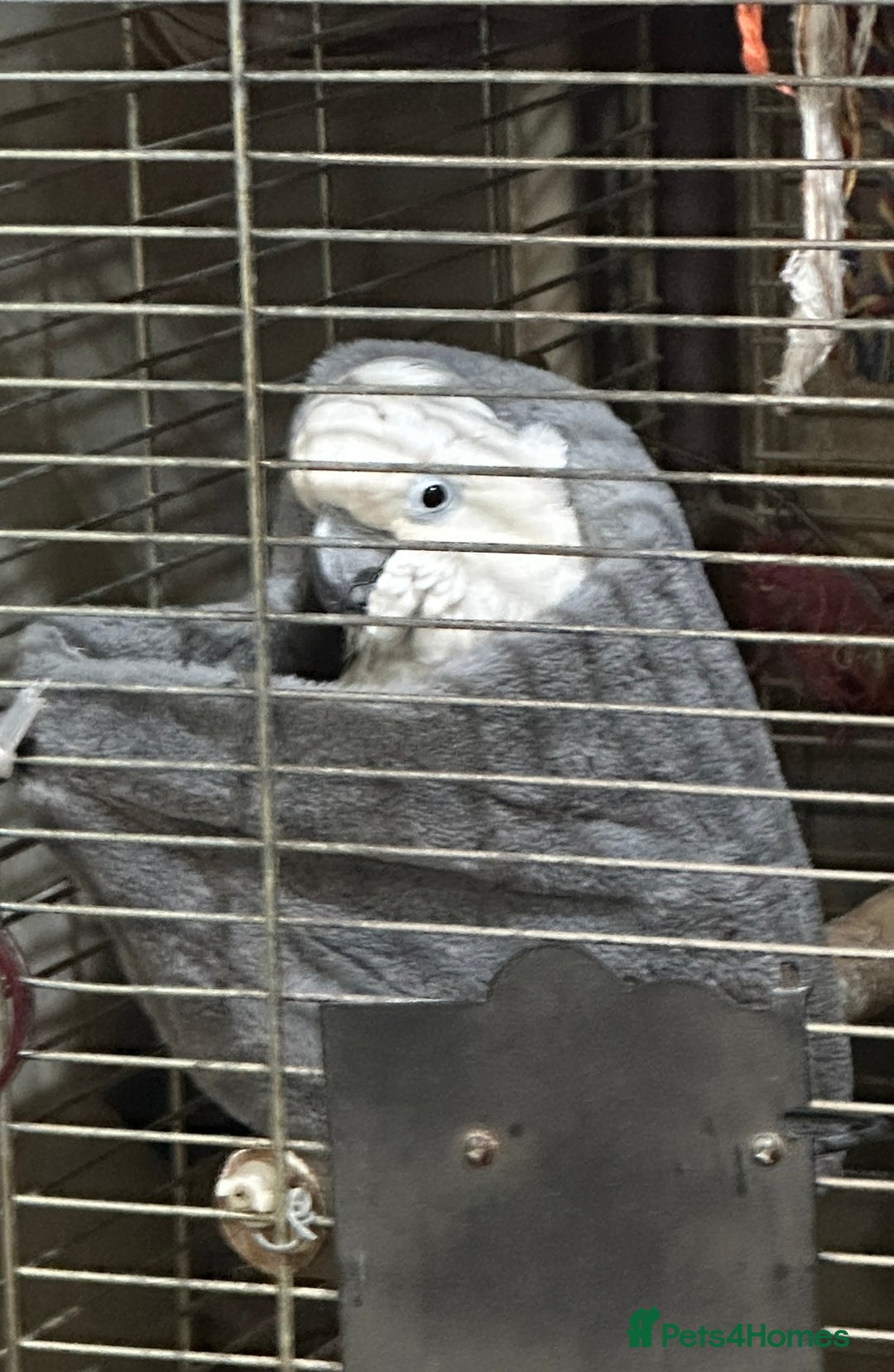 Cockatoo birds for sale: Cockatoo male  - Advert 7